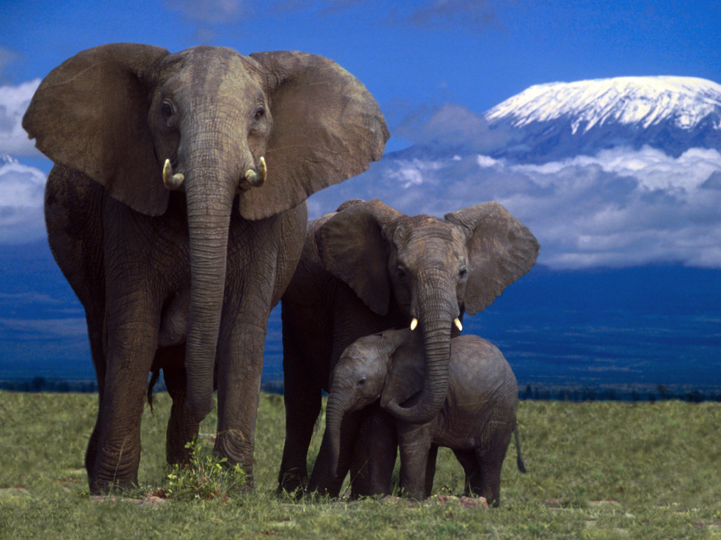 Amboseli National Park, Kenya --- African Elephants with Calf --- Image by © DLILLC/Corbis