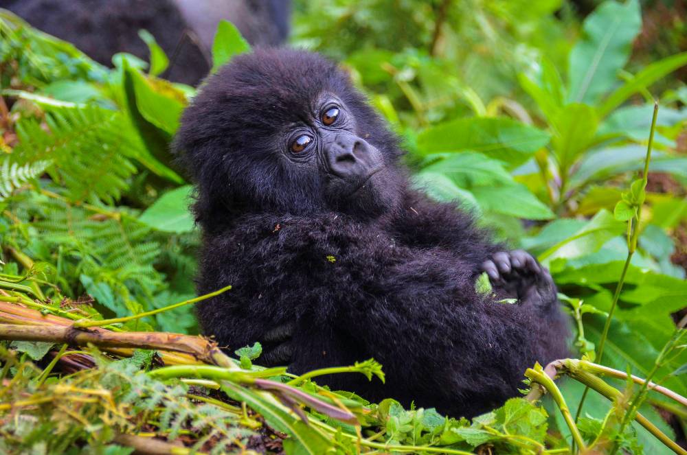 Baby-Mountain-Gorilla-Rwanda