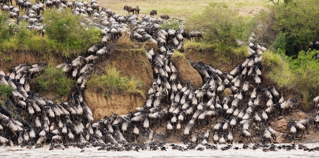 Blue Wildebeest (Connochaetes taurinus), climbing Mara River bank, Masai Mara, Kenya