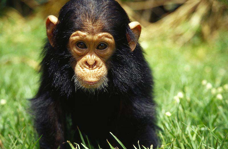 Bonobo-Chimp-Uganda