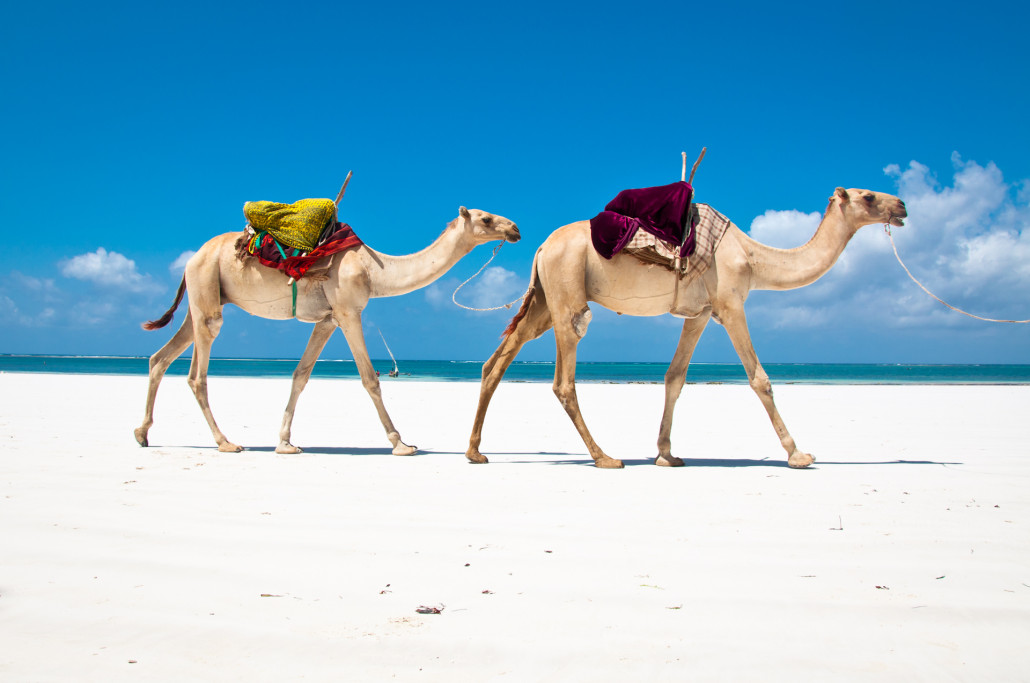 Camels-on-the-Beach-Mombasa-Kenya-