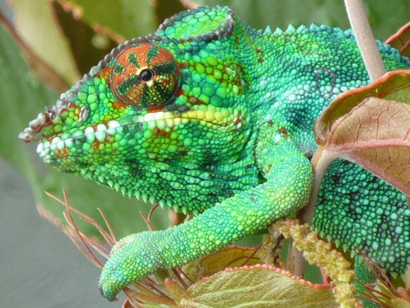 Chameleon-La-Reunion