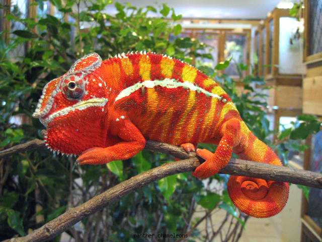 Chameleon-Madagascar