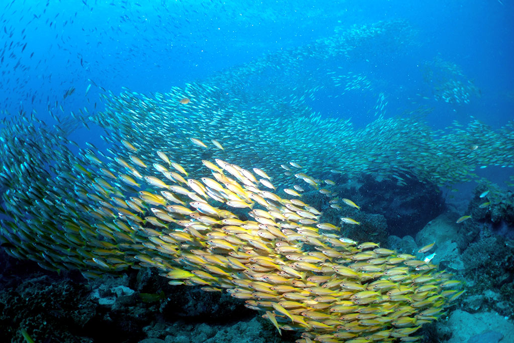 Diving-Madagascar