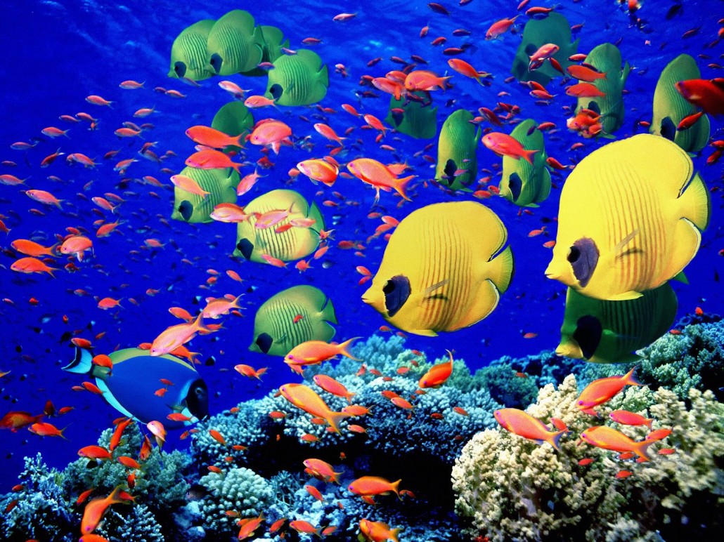 Diving-Seychelles