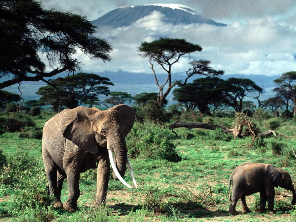 Elephants-near-Mount-Kilimajaro-Tanzania