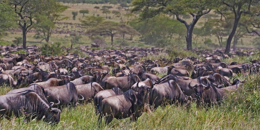 Great-Migration-Serengeti-Tanzania