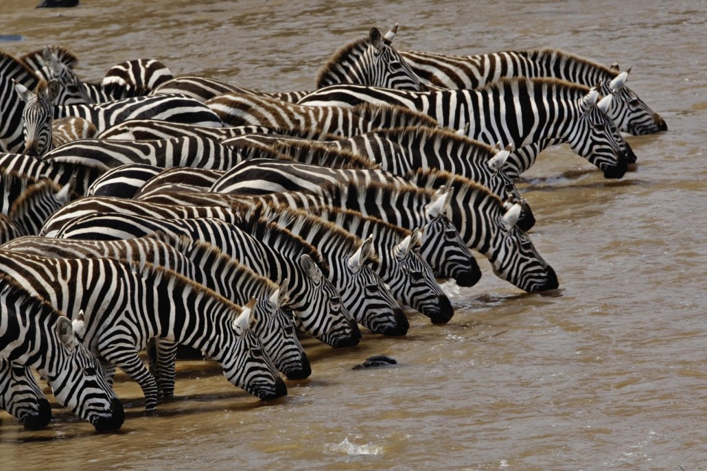 Herd of Burchell's Zebra driking, Mara River, Masai Mara, Kenya