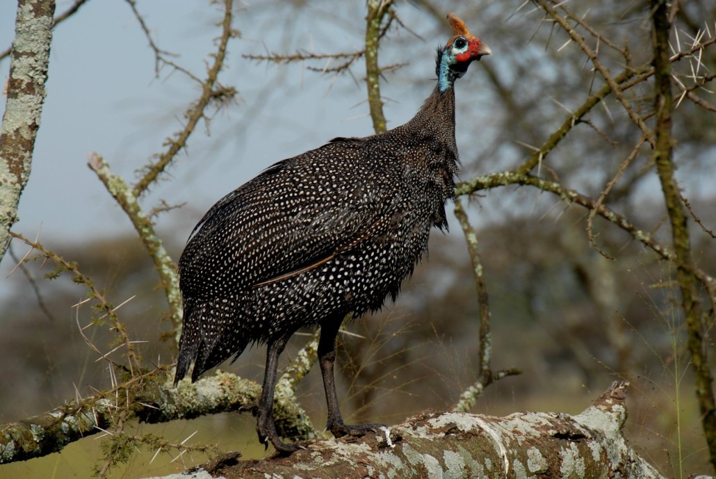 Helmeted Guinea Fowl