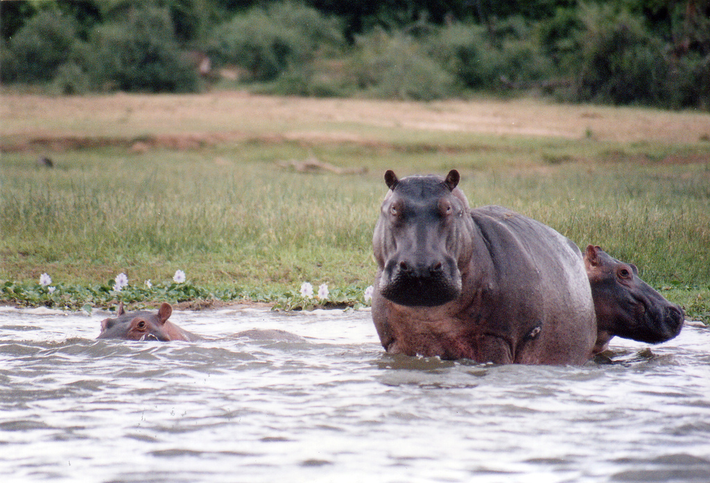 Hippos