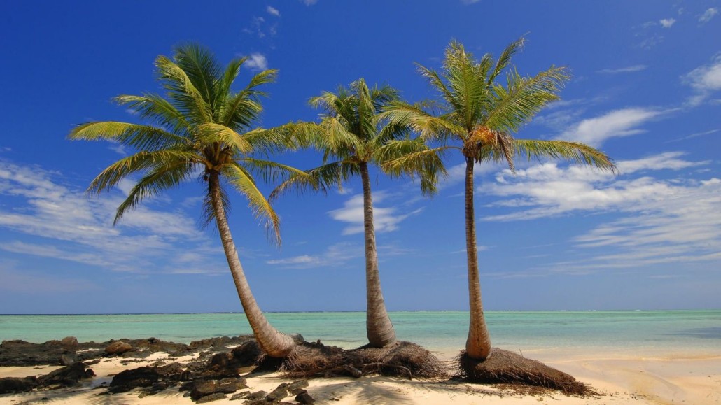 Island-Palms-Madagascar