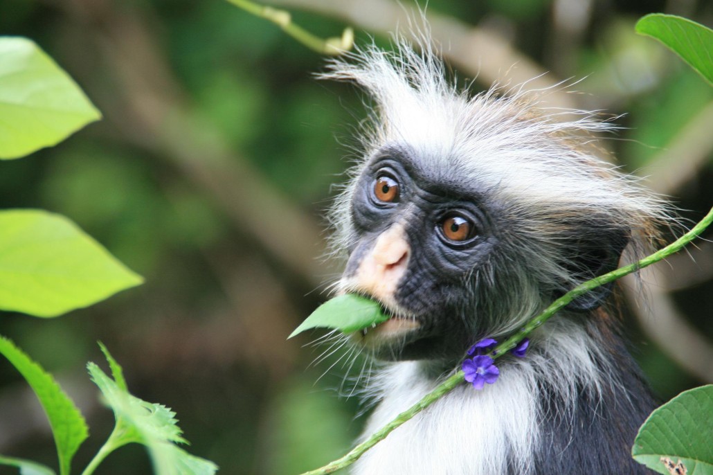 Josani-Forest-Monkey-Zanzibar