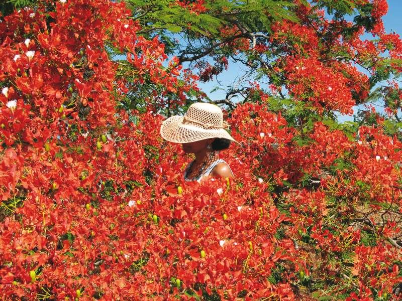 La-Ceunion-Colours