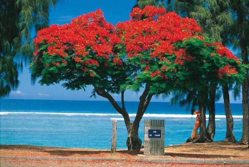La-Reunion-Beach