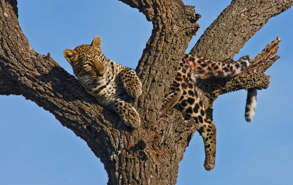 Leopard-in-Maasai-Mara-Reserve-Kenya