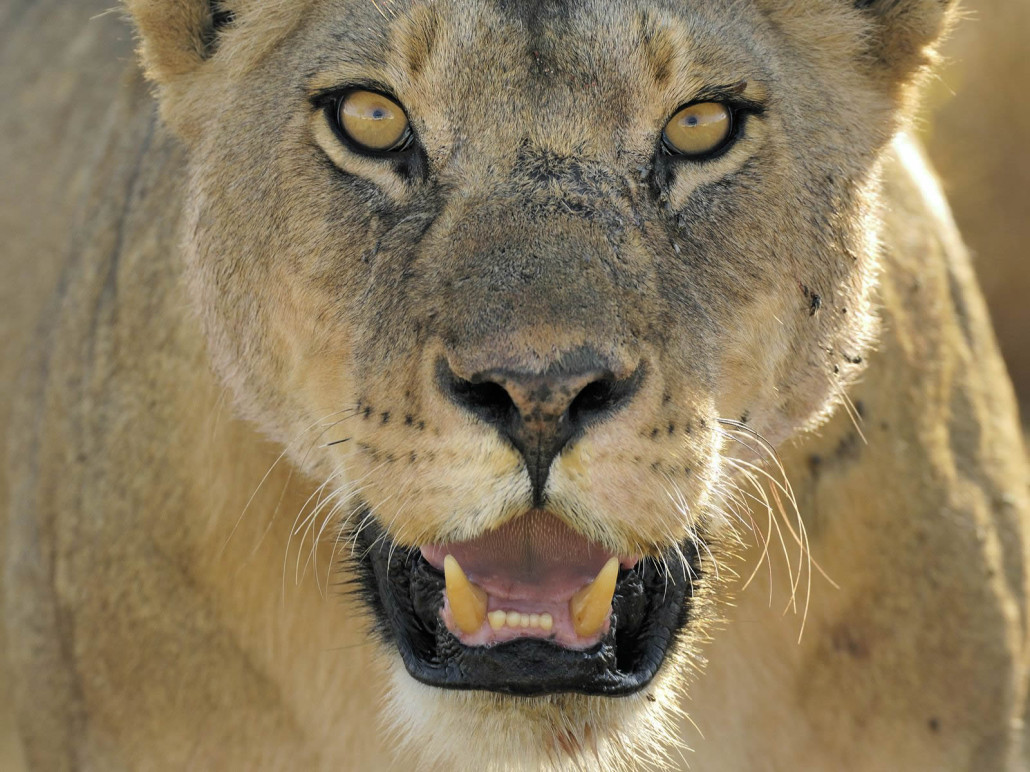 Lioness-Tanzania