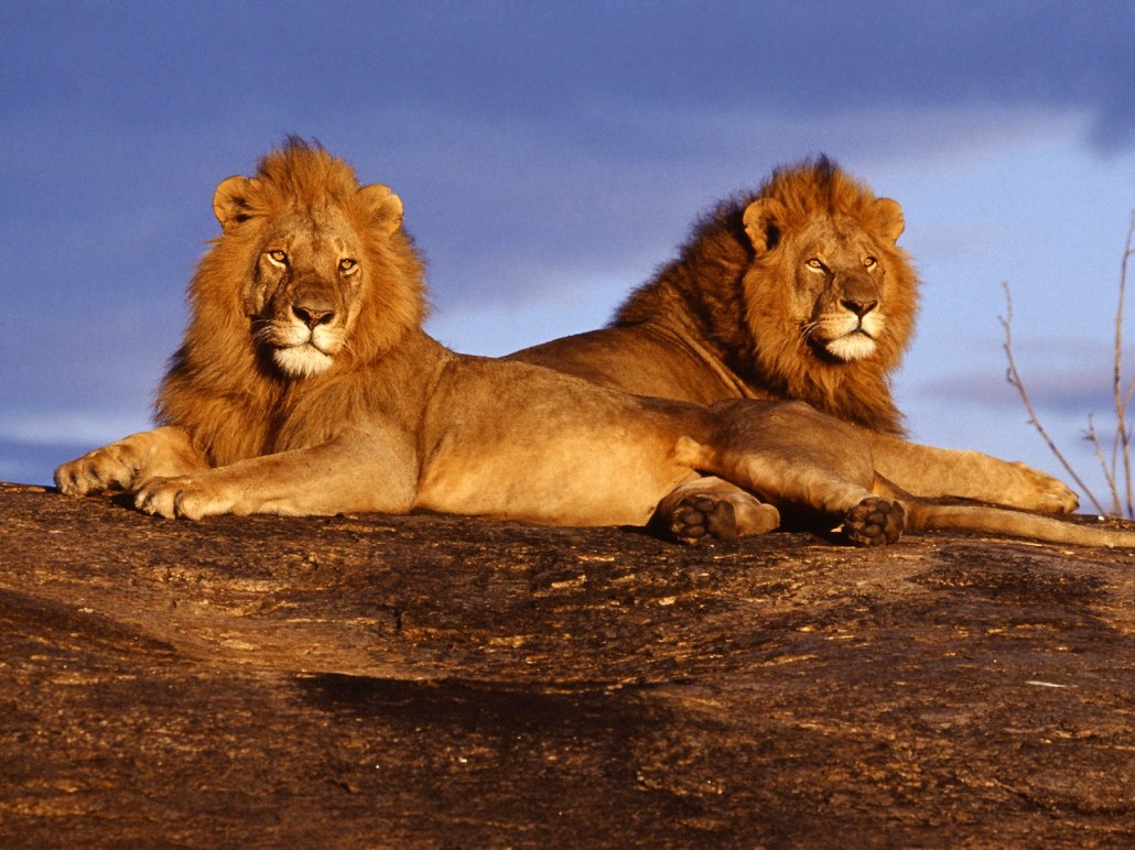 Lions-in-Maasai-Mara-Reserve-Kenya