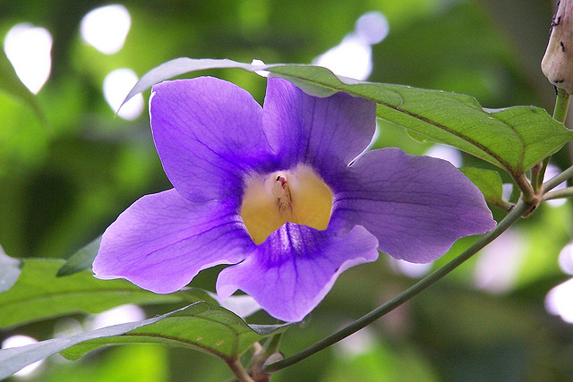 Madagascar-Orchid