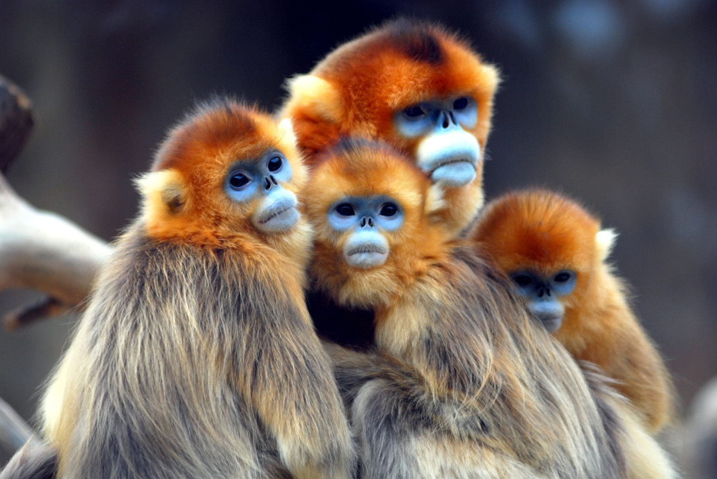 Monkeys in Josani Forest, Zanzibar