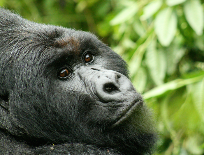 Mountain-Gorilla-Uganda