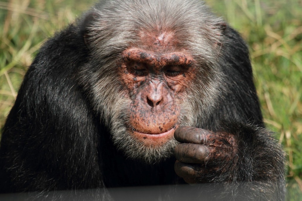 Old-Chimp-Rwanda