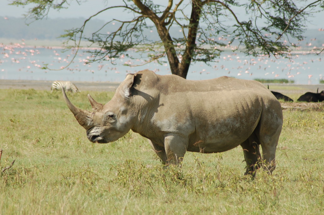 Rhino-in-Maasai-Mara-Reserve-Kenya