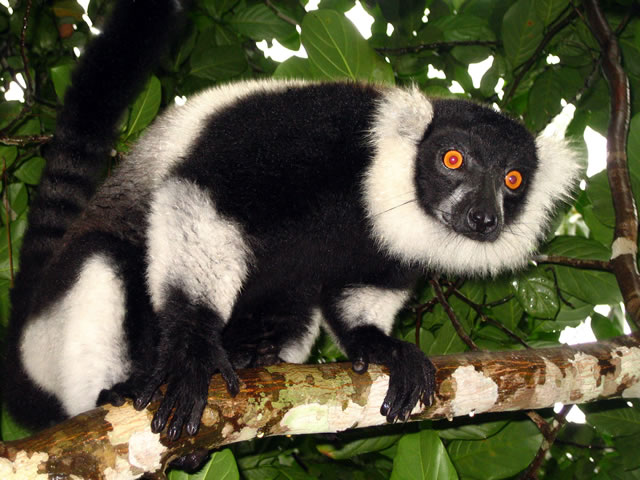 Ruffed-Lemur-Madagascar