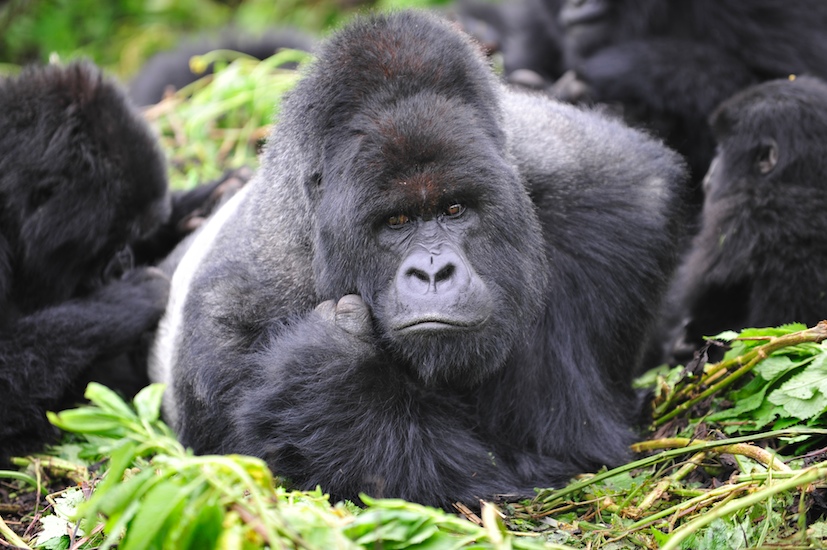 Rwanda-Mountain-Gorilla
