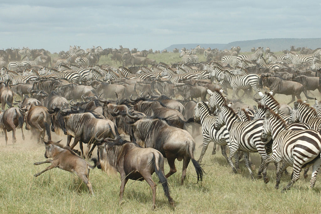 Serengeti-Great-Migration-Tanzania