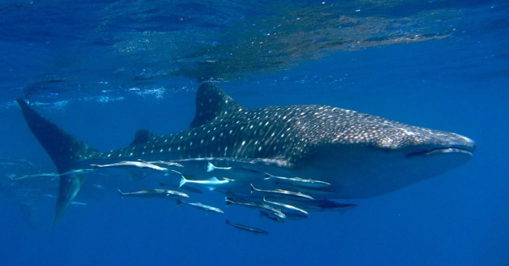 Seychelles-Connect-Whale-Shark-and-Ramoras