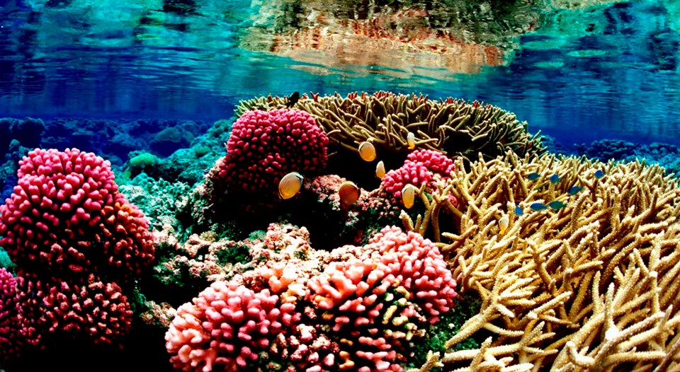 Seychelles-Diving