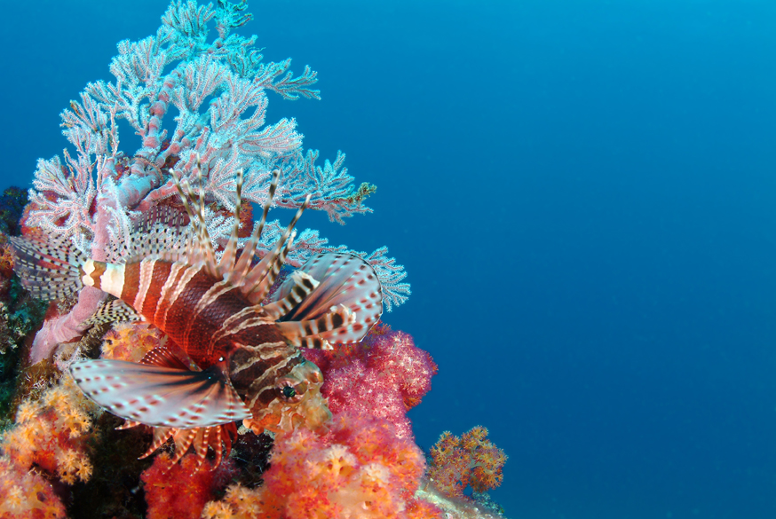 Seychelles-Diving