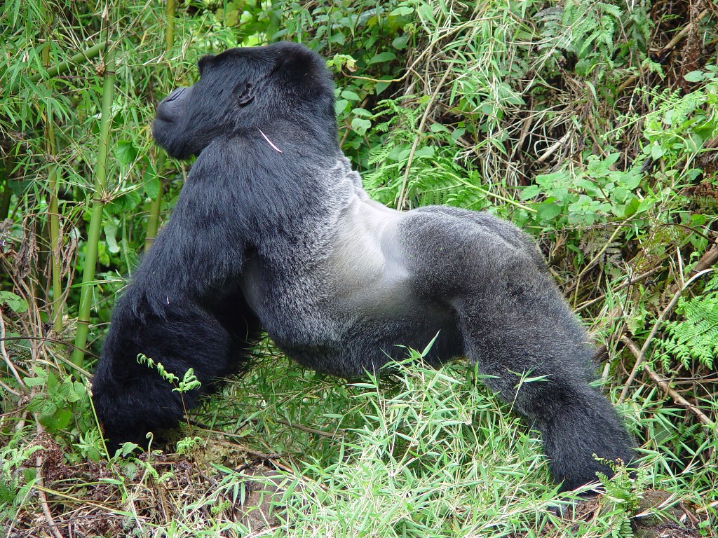Silverback-Rwanda