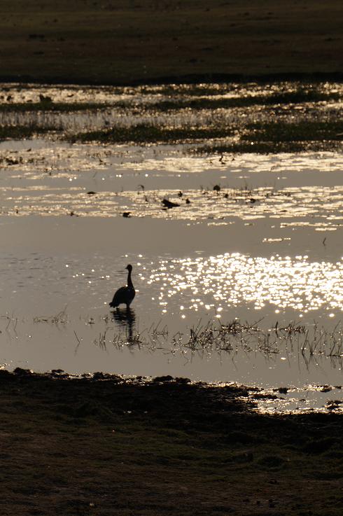 Sunset in Chobe Botswana