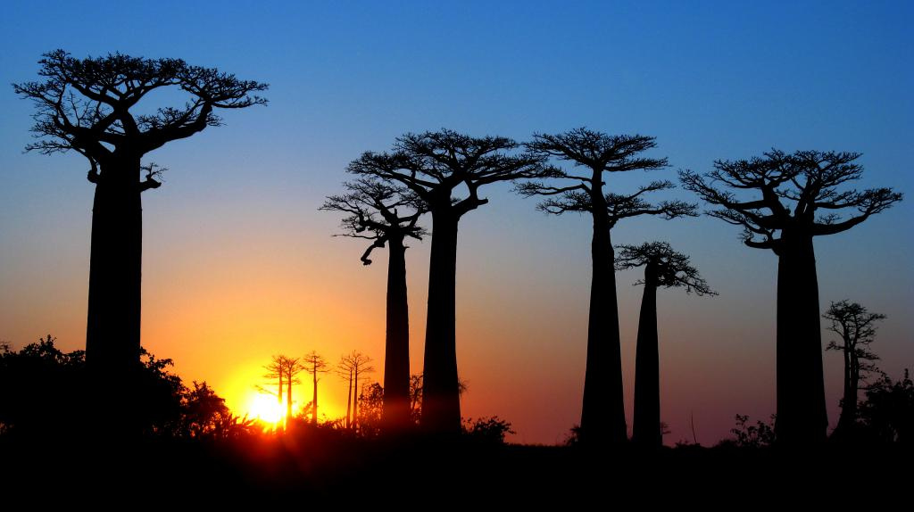 Sunset-on-Madagascar-Baobabs