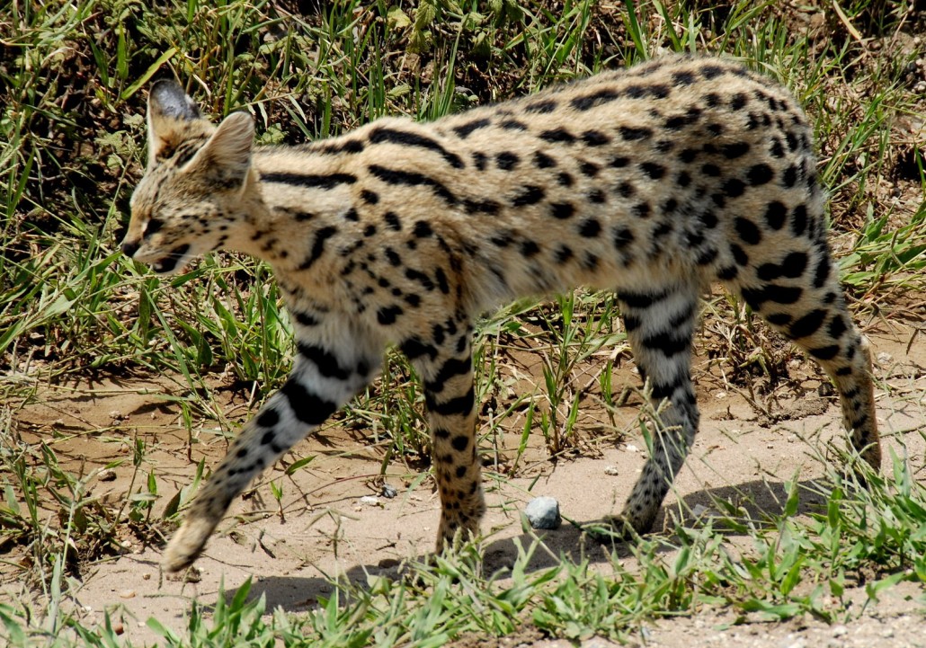 This Serval Cat is Bigger than It Looks, Maybe 24 Inches Long and 14 Inches High