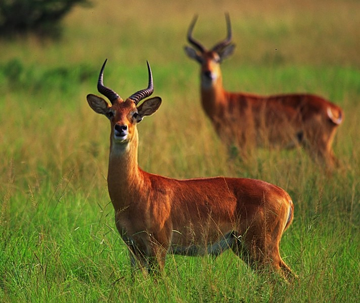Uganda-Antelope