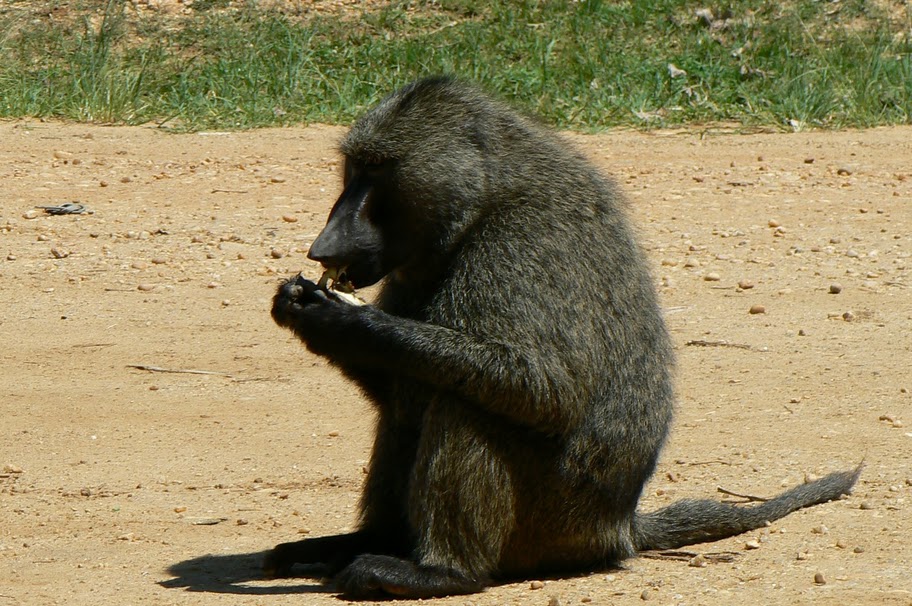 Uganda-Baboon