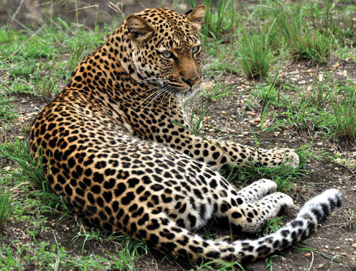 Uganda-Leopard-Resting