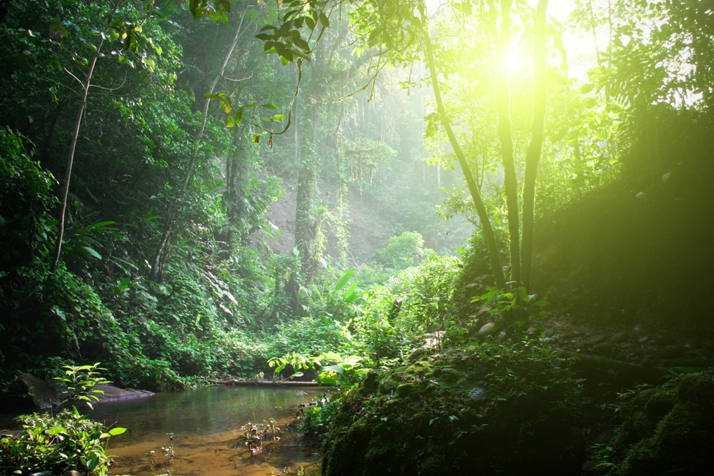 Victoria Falls Rainforest, Zambia