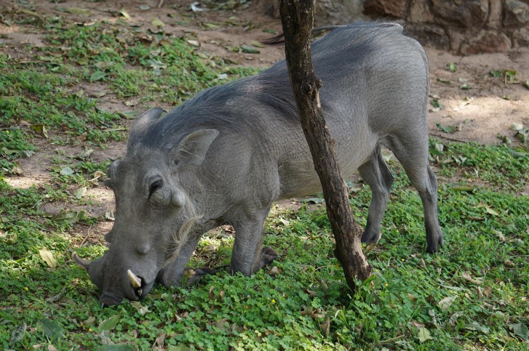 Warthog, Chobe, Botswana