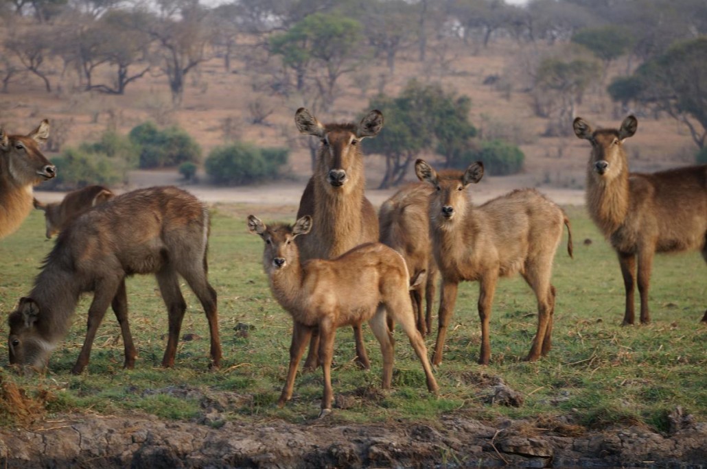 Waterbuck, Chobe, Botswana