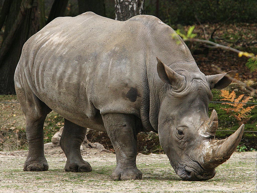 White Rhino, Botswana