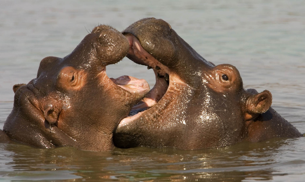 Zambezi Hippos, Zambia