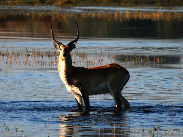 Zambezi Waterbuck Antelope, Zambia