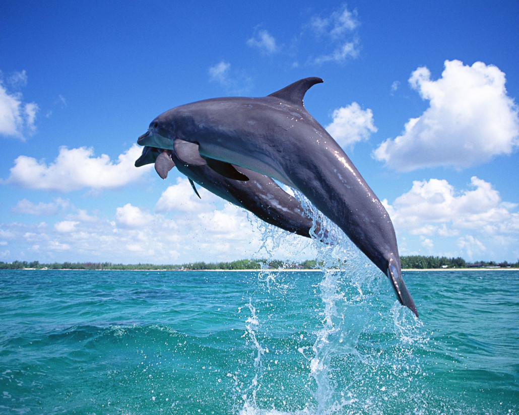 Zanzibar Dolphins